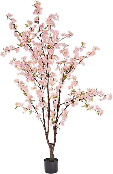 Pink Cherry Tree - 140 cm