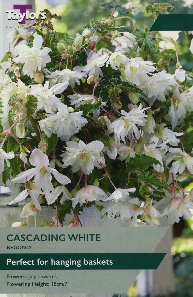 Begonia White Cascading seeds