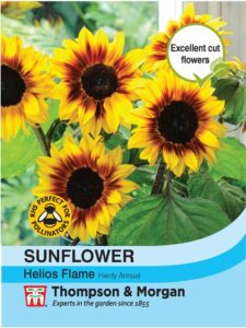 Sunflower Helios Flame seeds