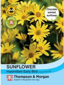 Sunflower maximiliani Early Bird seeds