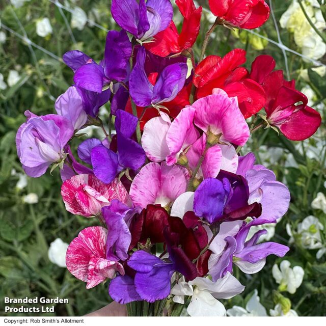 Sweet Pea Raspberry Sweet Pea Scentsational Mix - Gordon Rigg