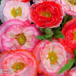 Poppy Papaver rhoeas Falling in Love seeds