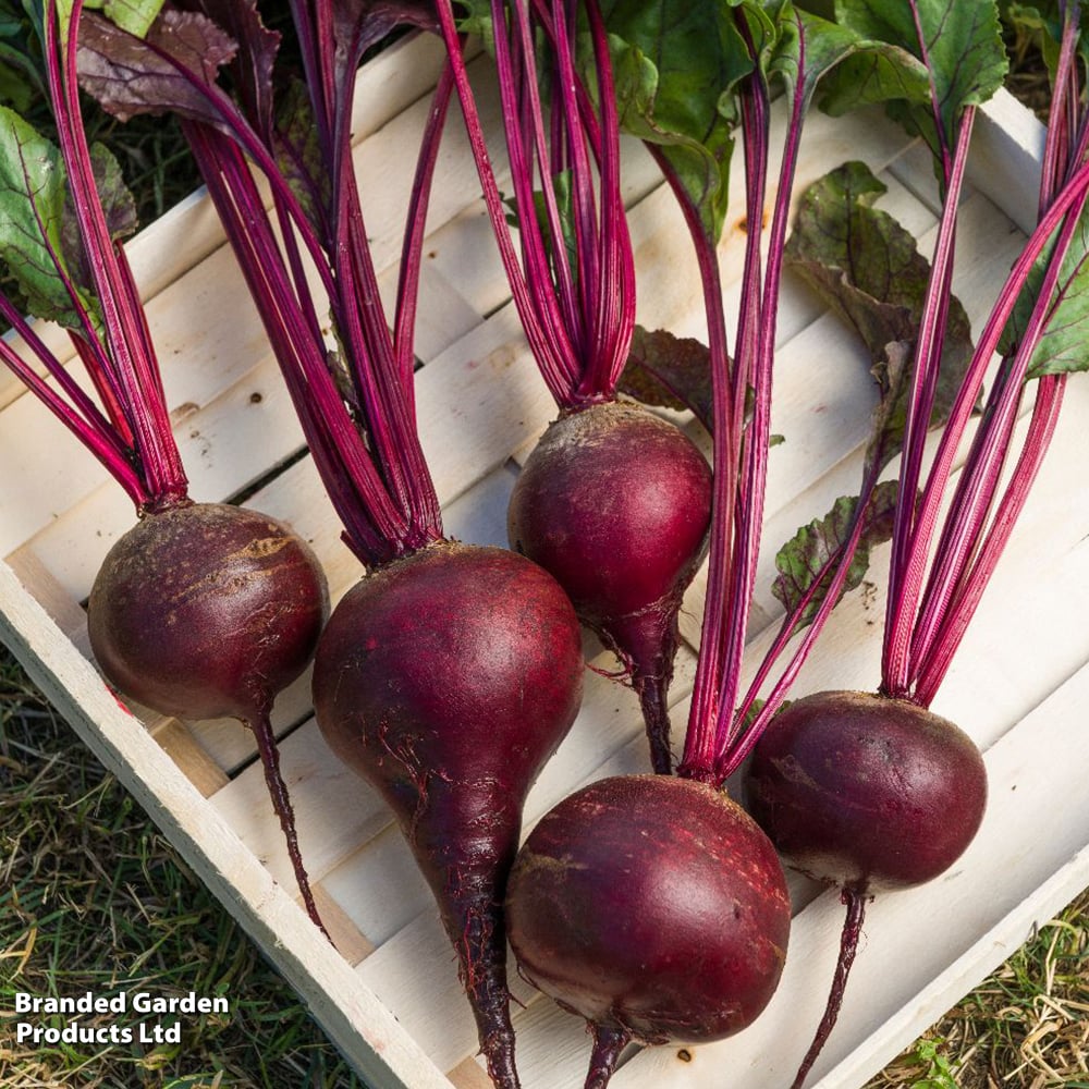 Beetroot Beta vulgaris Red Shine F1 seeds