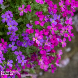 Aubrieta Hybrid Mixed seeds
