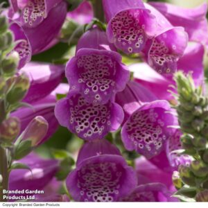 Foxglove Digitalis purpurea Monstrosa seeds