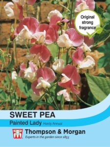 Sweet Pea Painted Lady seeds