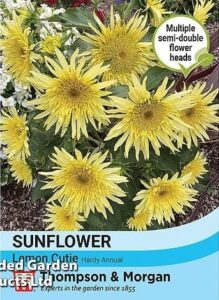 Sunflower Lemon Cutie F1 seeds