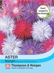 Aster Starlight Mixed seeds