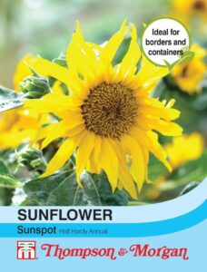 Sunflower Sunspot seeds