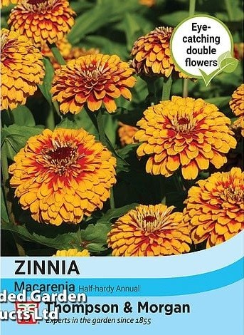 Zinnia Macareni seeds