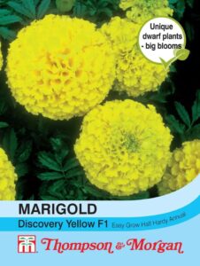Marigold Discovery Yellow F1 Hybrid (African) seeds