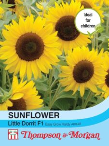 Sunflower Little Dorrit F1 Hybrid seeds