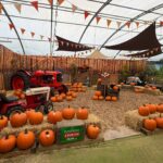pumpkin patch