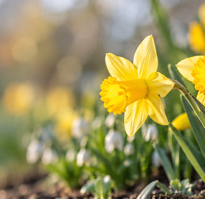 spring flowering bulbs daffodil